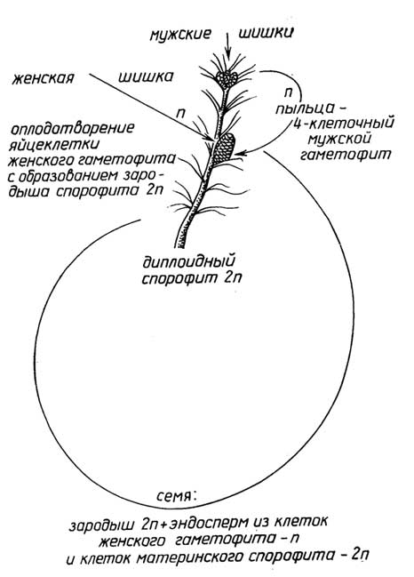 Рис. I.16. Цикл размножения голосеменных растений