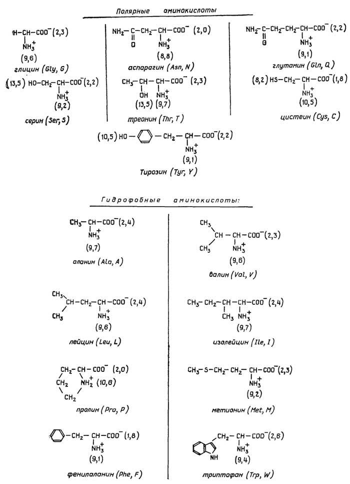 http://www.lailas.ru/biochemistry/basics/images/000089.jpg