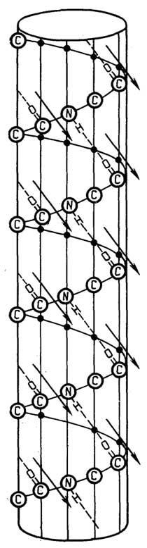 Рис. II.9. Схема правой 310-спирали. Водородные связи обозначены пунктирными линиями, диполи пептидных связей - стрелками. Точками обозначены аминокислотные остатки, находящиеся на невидимой стороне цилиндра