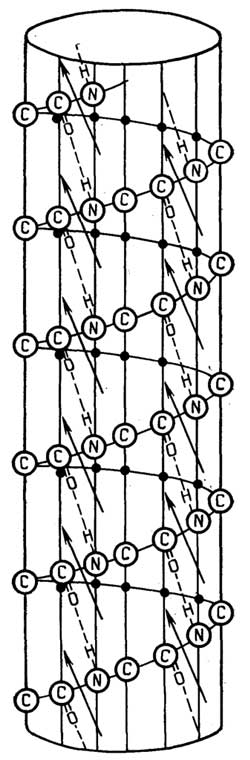 Рис. II.13. Схема правой αII-спирали. Пунктиром обозначены водородные связи, стрелками - диполи пептидных связей. Точки - аминокислотные остатки на невидимой стороне цилиндра