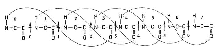 Рис. II.14. Образование водородных связей αII-спирали