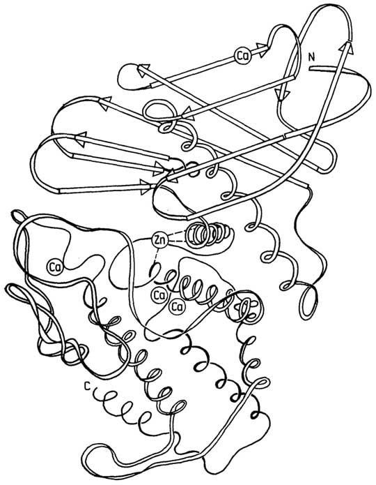 Рис. II.23. Схема третичной структуры молекулы термолизина. β-Складчатый слой состоит из 10 параллельных и антипараллельных цепей. Видны 7 спиральных участков