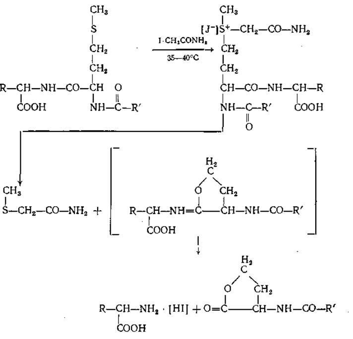 Распад пептидов. Схема распада белков. Протеолиз (расщепление белка). Реакция метионина с бромцианом.