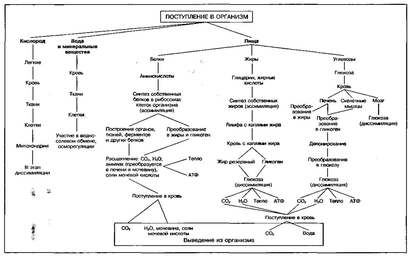 Ассимиляция липидов тканями. Схема этапов ассимиляции жиров. Схема этапов ассимиляции пищевых жиров. Этапы ассимиляции биохимия. Схема отражающая этапы ассимиляции пищевых жиров.