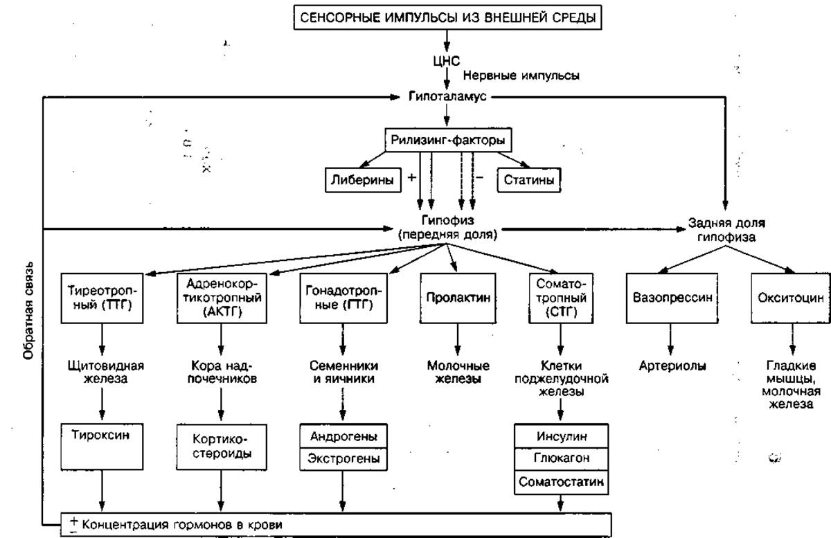 Гипоталамус гормон роста биосинтез белка рост организма схема