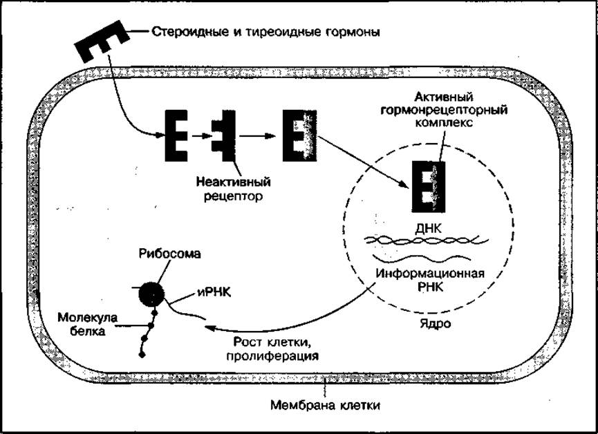 Регулятор обмена веществ. Схема действия гормонов через ионы кальция. Биохимические основы жизнедеятельности. Механизм действия гормонов не проникающих в клетку.