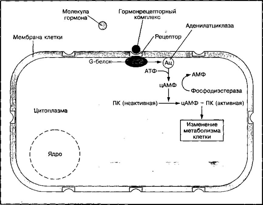 Мембранный механизм действия гормонов схема