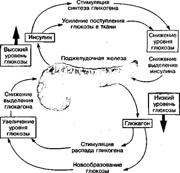 Регулятор обмена веществ