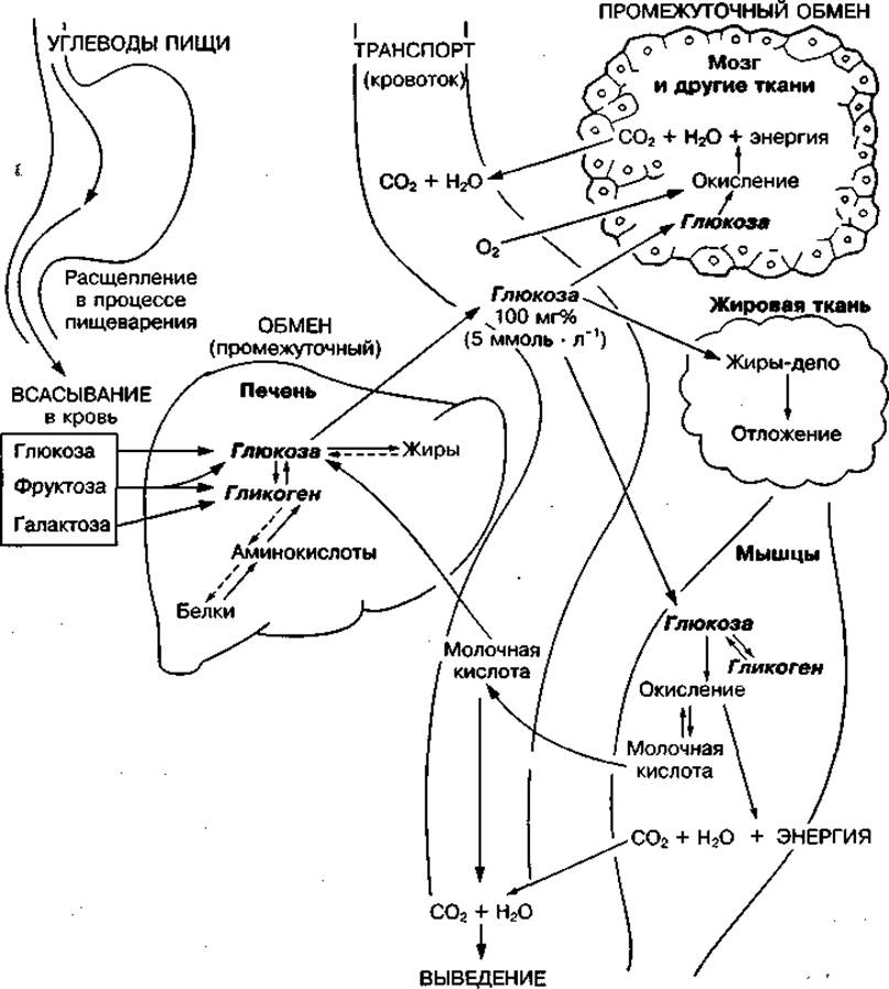 Обмен углеводов в организме схема. Обмен углеводов схема биохимия. Метаболизм углеводов в организме человека схема. Общая схема углеводного обмена биохимия. Углеводный обмен схема биохимия.