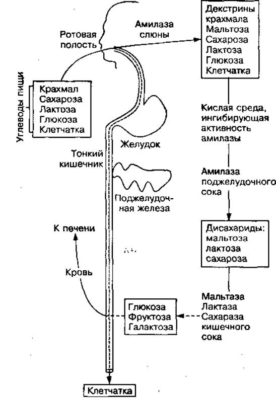 Схема переваривания углеводов биохимия