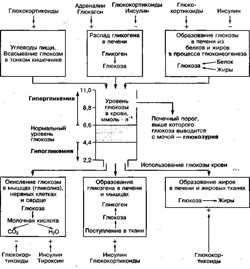 Схема регуляции глюкозы в крови