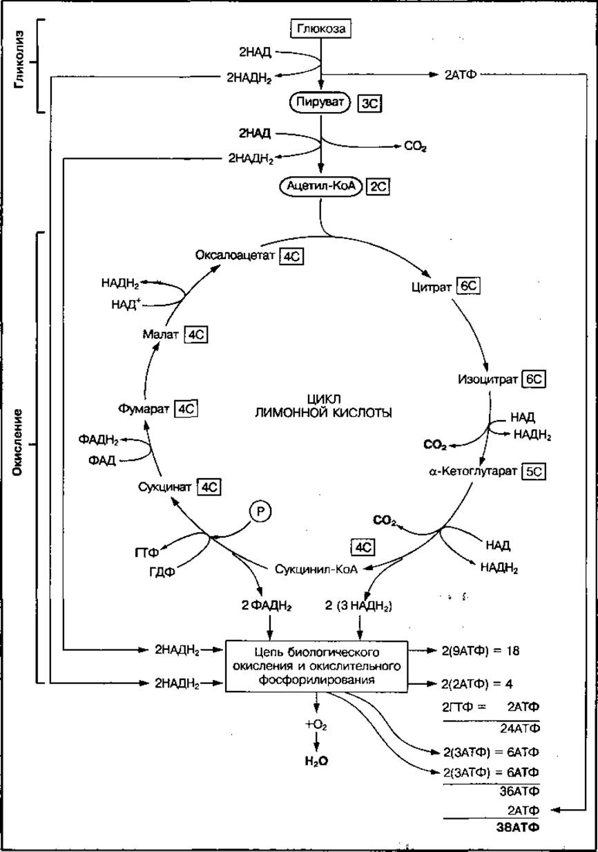 Аэробное окисление углеводов схема