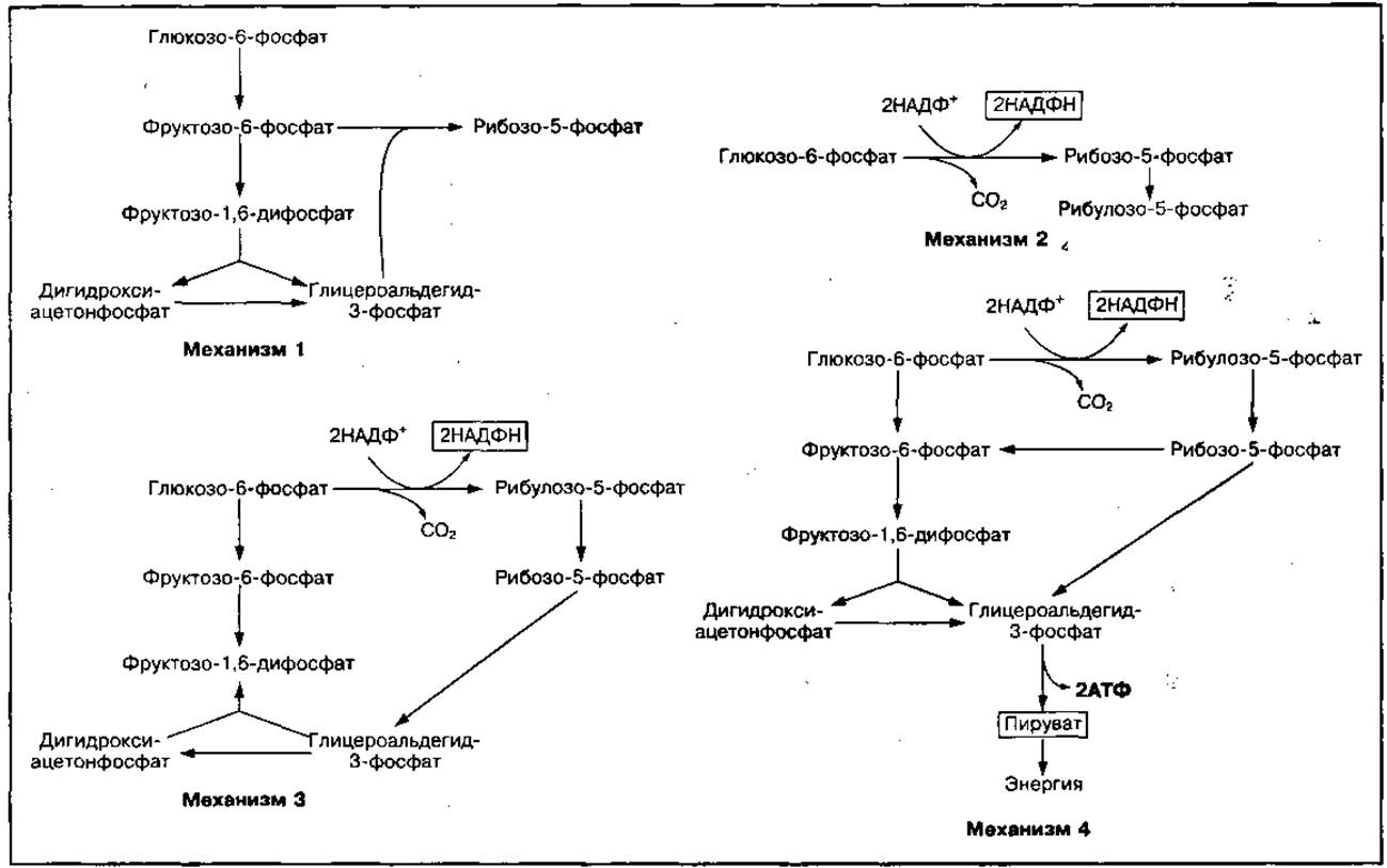 Внутриклеточный метаболизм глюкозы схема