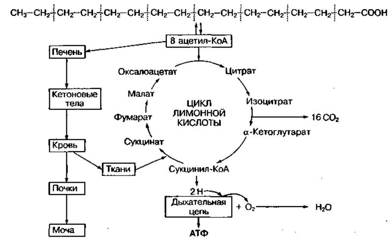 Внутриклеточный метаболизм глюкозы схема