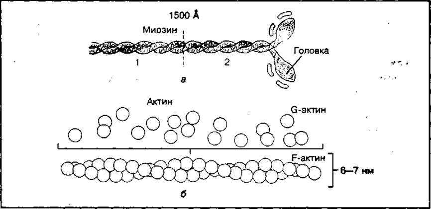 Актин входит в состав. Структура актина и миозина. Актин миозин АТФ. Строение миозина биохимия. Строение молекулы миозина.