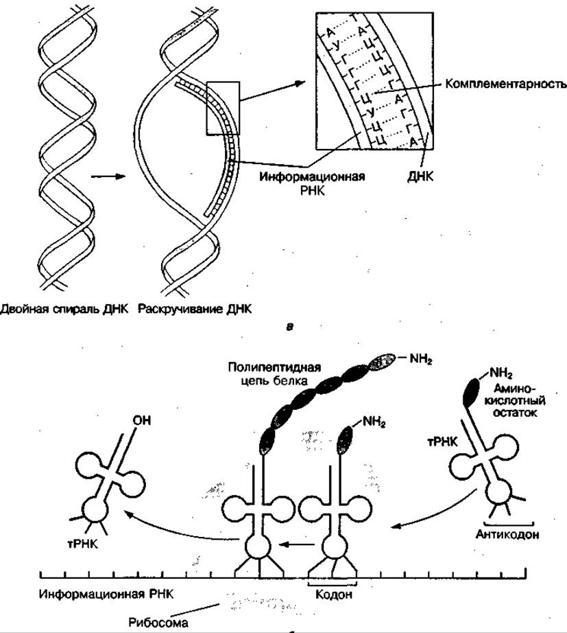 Схемы белков. Последовательность стадий синтеза белка биохимия. Кератины белки биохимия. Структура белков биохимия.