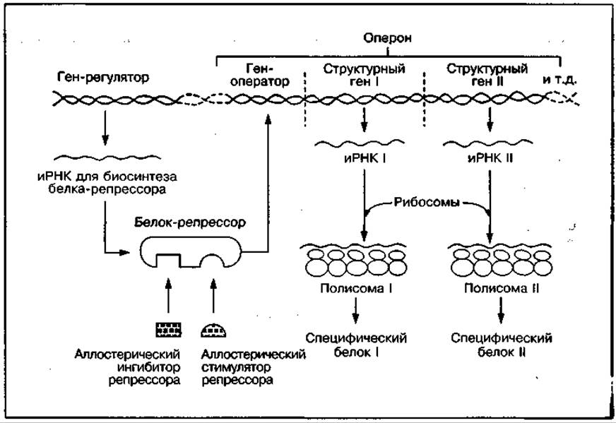 Регуляция действия генов и биосинтез белка схема жакоба и моно