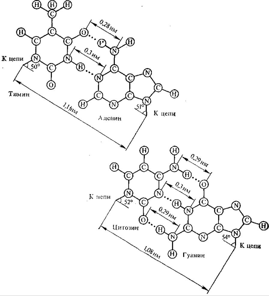 Гуанин и цитозин водородные связи. Водородные связи между гуанином и цитозином. Аденин с тимином цитозин с гуанином. Образование водородных связей между аденином и тимином. Водородная связь в нуклеиновых кислотах.
