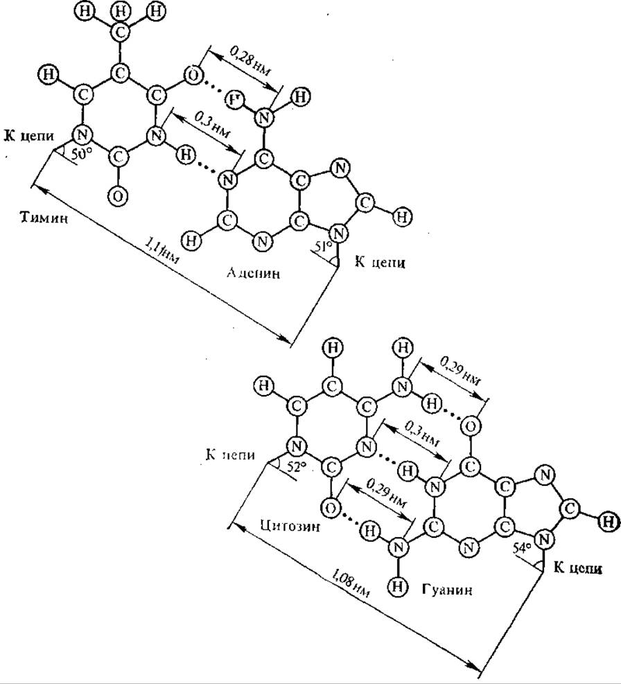 Число водородных связей между гуанином и цитозином. Водородные связи между гуанином и цитозином. Аденин с тимином цитозин с гуанином. Образование водородных связей между аденином и тимином. Водородная связь в нуклеиновых кислотах.