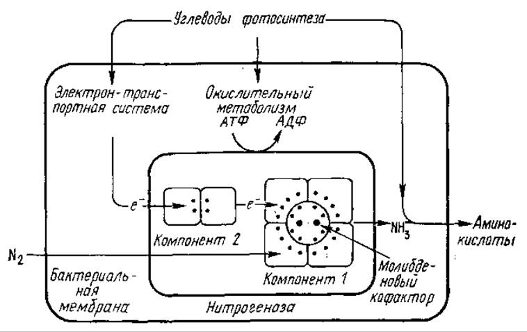 Основное фиксирующее вещество без которого невозможен процесс фиксации изображения