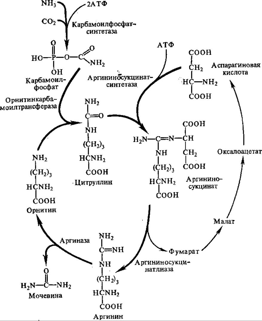 Нарушение орнитинового цикла