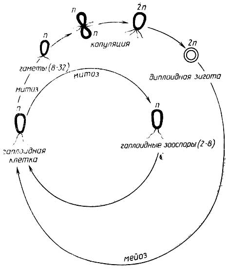 Рис. I.9. Цикл размножения Chlamydomonas