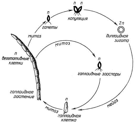 Рис. I.10. Цикл размножения Ulotrix