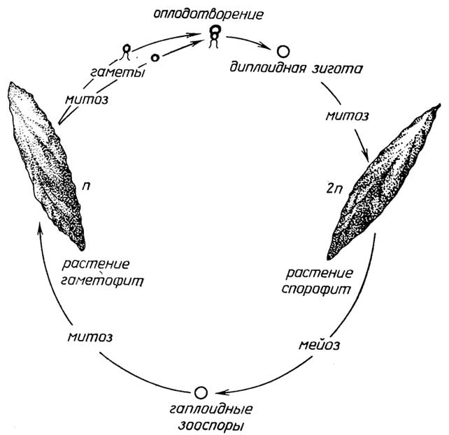 Рис. I.12. Цикл размножения Ulva
