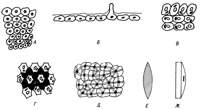 Рис. I.13. Ткани растений: меристема (А), покровная (Б), паренхима (В), колленхима (Г), склеренхима (Д), трахеидная клетка ксилемы (Е), ситовидная клетка (трубка) флоэмы (Ж)
