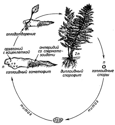 Рис. I.15. Цикл размножения папоротников