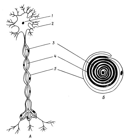 Рис. I.24. Клетка нервной ткани - нейрон (А): 1 - тело нейрона; 2 - дендриты; 3 - аксон; 4 - миелиновая оболочка; 5 - неврилемма (шванновская клетка). Образование миелиновой оболочки аксона клеткой неврилеммы (Б)
