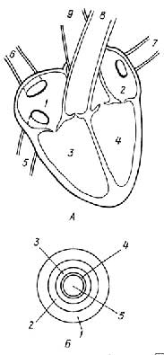 Рис. I.25. Сердце (A): 1 - правое предсердие; 2 - левое предсердие; 3 - правый желудочек; 4 - левый желудочек; 5 - нижняя полая вена; 6 - верхняя полая вена; 7 - легочная вена; 8 - легочная артерия; 9 - аорта. Строение артерий (Б): 1 - внешний соединительнотканный слой; 2 - средний мышечный слой; 3 - внутренний соединительнотканный слой; 4 - эндотелиальная выстилка внутреннего слоя; 5 - просвет артерии