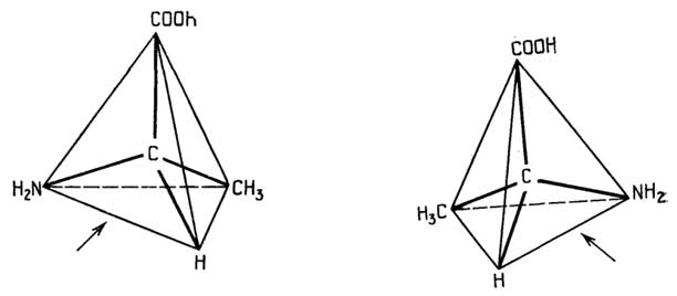 Рис. II.4. L-Аланин (слева) и D-аланин (справа)