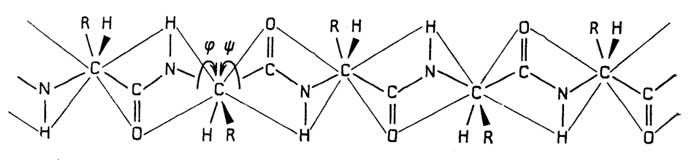 Рис. II.6. Чередование "жесткой" пептидной связи и одинарных связей в полипептидной цепочке