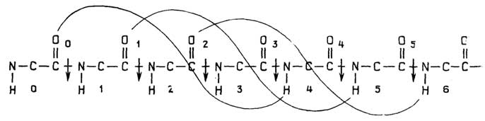 Рис. II.8. Образование водородных связей в α-спирали. Для наглядности пронумерованы диполи пептидных связей (вверху) и аминокислотные остатки (внизу);