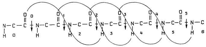 Рис. II.10. Образование водородных связей в 310-спирали