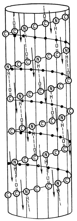 Рис. II.11. Схема правой π-спирали. Водородные связи обозначены пунктирными линиями, диполи - стрелками. Точками обозначены аминокислотные остатки, находящиеся на невидимой стороне цилиндра