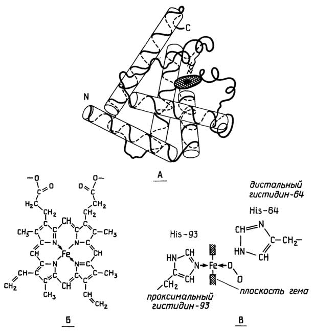 Рис. II.18. Миоглобин: А - схема третичной структуры миоглобина; заштрихованная часть - гем, темное пятно в нем - атом Fe; Б - структура тема (Fe-протопорфирин IX); В - оксимиоглобин