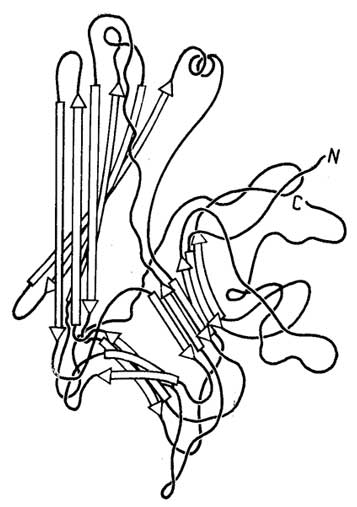Рис. II.19. Схема третичной структуры субъединичной глобулы конканавалина А, состоящей из антипараллельных β-слоев. Заметно скручивание β-слоев в виде пропеллера