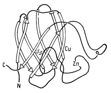 Рис. II.20. Схема третичной структуры субъединичной глобулы супероксиддисмутазы из эритроцитов быка