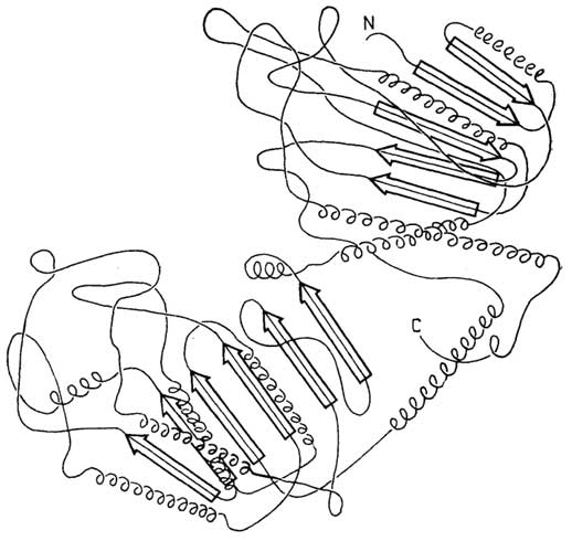Рис. II.22. Схема третичной структуры фосфоглицераткиназы. Участки α-спиралей находятся снизу и сверху β-слоев
