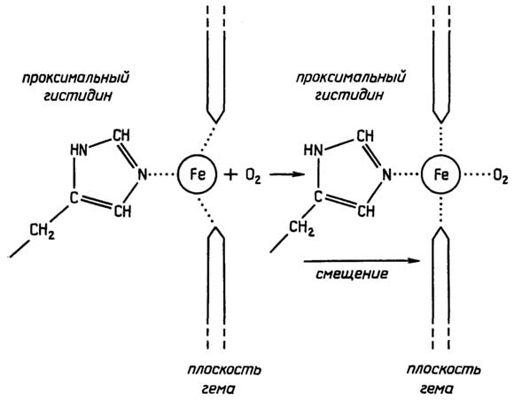 Рис. II.29. Смещение проксимального гистидина при оксигенировании дезоксигемоглобина