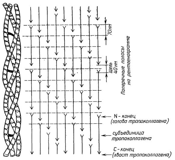 Рис. II.33. Структура коллагена. Справа - расположение субъединиц тропоколлагена в фибриллах, слева - структура субъединицы из трех спиралей коллагена с ковалентными сшивками между ними