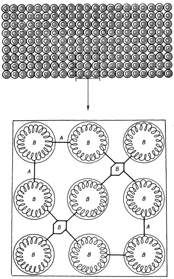 Рис. II.35. Структура эластина: A - лизиновые сшивки; Б - десмозиновые и изодесмозиновые сшивки; В - глобулы тропоэластина