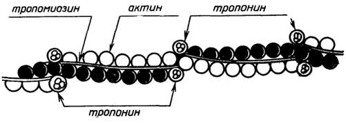 Рис. II.38. Схема строения тонкой нити мышечной ткани позвоночных. Каждая нить тропомиозинов находится почти в желобке между нитями актина F таким образом, что контакт имеет лишь с одной из них. Каждая молекула тропомиозина покрывает по длине семь субъединиц актина G. В местах стыка молекул тропомиозина находится белок тропонин, состоящий из трех глобулярных субъединиц и играющий важную регуляторную роль