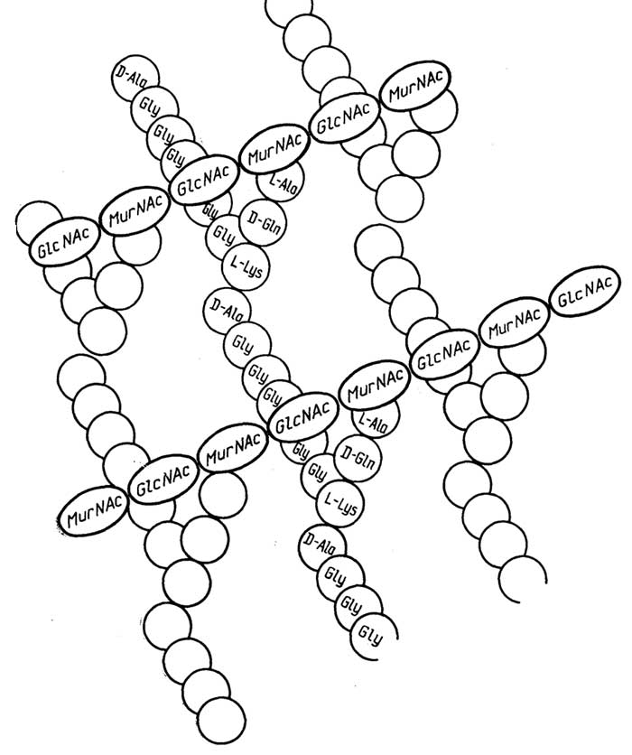 Рис. II.65. Пептидогликан клеточных стенок бактерий