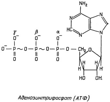 Рис. II.114. Основной переносчик химической энергии в клетке - АТФ