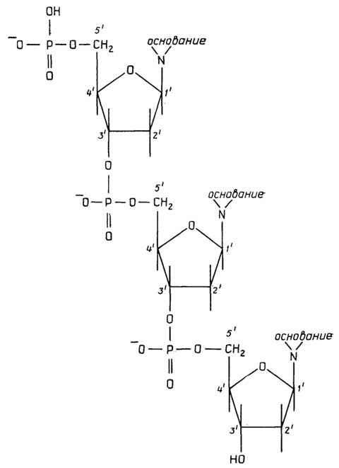Рис. II.121. Образование полимера нуклеиновой кислоты