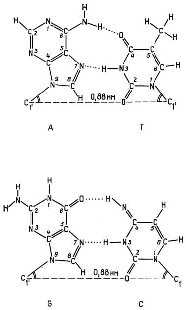 Рис. II.123. Образование водородных связей между комплементарными азотистыми основаниями по Хугстену (прямая схема)
