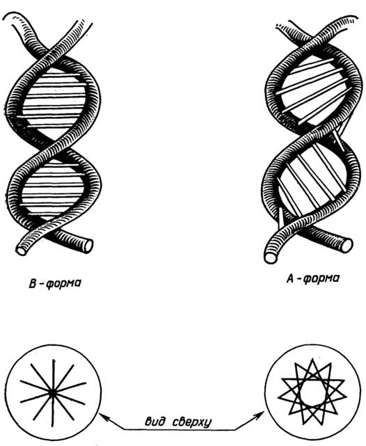 Рис. II.124. Две формы ДНК